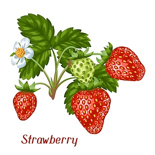 美味草莓插画