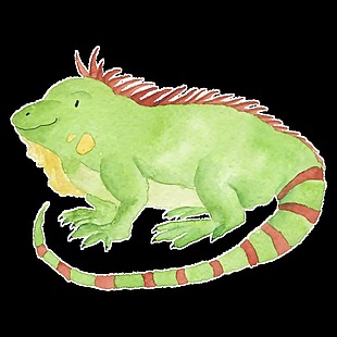 水彩手绘动物鬣蜥插画