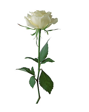高清白玫瑰实物图