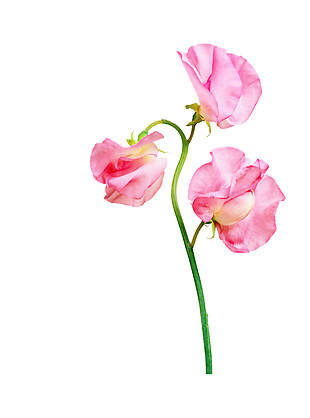 简约粉色花朵图案