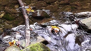河水流动视频素材设计