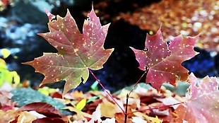 秋季枫叶景色视频素材设计