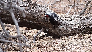 啄木头的鸟儿视频素材