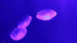实拍水母运动视频素材