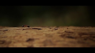 实拍蚂蚁昆虫视频素材