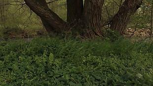 微风下的绿草大树视频