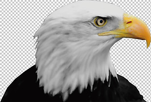 猛禽老鹰图片免抠png透明图层素材