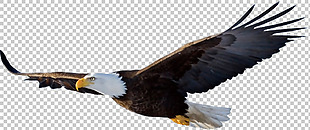 美国国鸟白头海雕免抠png透明图层素材