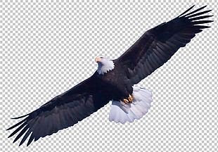 白头鹰图片免抠png透明图层素材