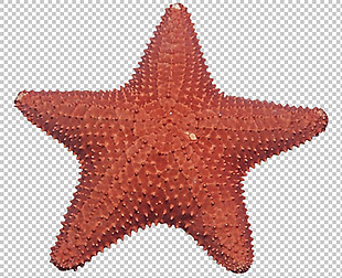 红色海星图片免抠png透明图层素材