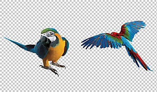 红绿金刚鹦鹉免抠png透明图层素材