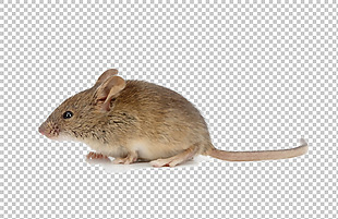 小老鼠图片免抠png透明图层素材