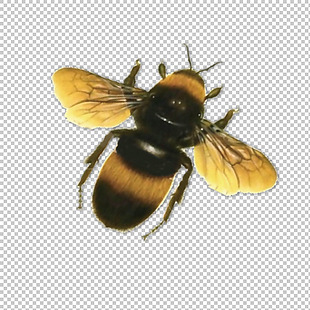 大蜜蜂图片免抠png透明图层素材