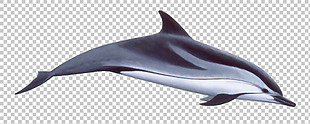 蓝色漂亮海豚免抠png透明图层素材