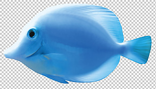 漂亮蓝色热带鱼免抠png透明图层素材