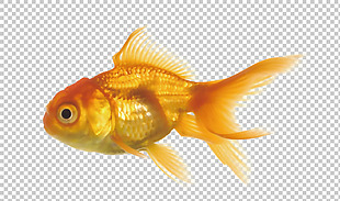 漂亮的金鱼免抠png透明图层素材
