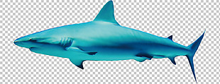 手绘漂亮蓝色鲨鱼免抠png透明图层素材