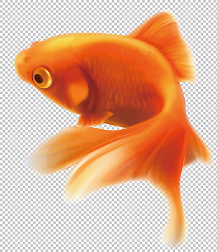 橙色金鱼免抠png透明图层素材
