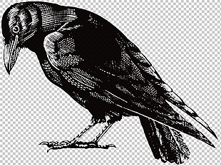 手绘黑色乌鸦免抠png透明图层素材
