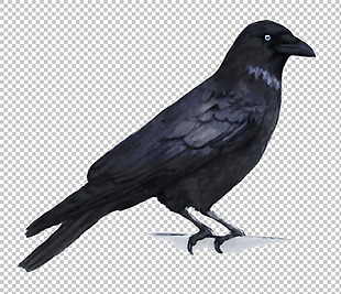 黑色乌鸦免抠png透明图层素材
