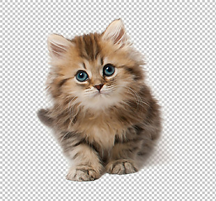 可爱小猫图片免抠png透明图层素材