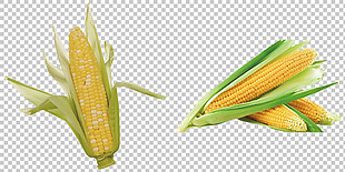 新鲜玉米图片免抠png透明图层素材