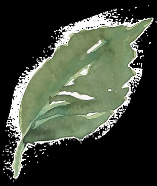手绘青翠树叶透明装饰素材
