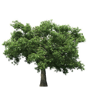 绿色大树png元素素材