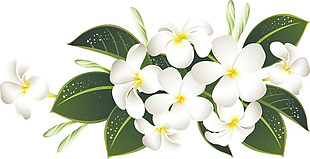 白色花朵绿植png元素素材