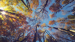 秋天树林仰拍动态高清视频