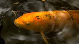 池塘里游动的金鱼动态高清视频