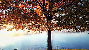 秋季户外夕阳下晃动的树高清视频