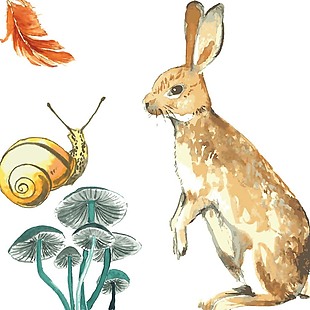 手绘蘑菇蜗牛兔子插画
