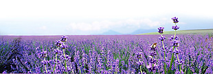 梦幻紫色花园背景