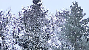 冬季白雪覆盖的树枝视频实拍素材