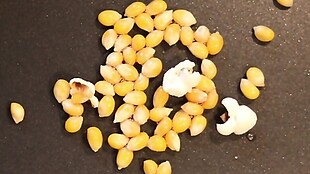 玉米变成爆米花过程实拍动态视频素材