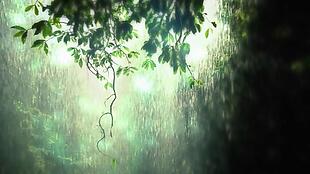 动感幻化光波飘零热带森林视频素材