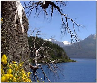 湖景动态视频素材
