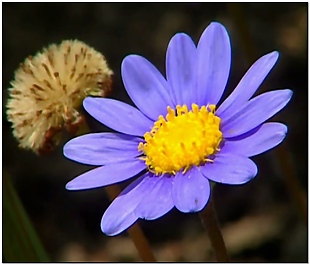 花朵动态视频素材