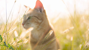 草丛里沐浴晨光的可爱猫咪视频实拍