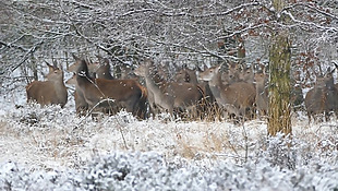 寒冷的雪地里来回走动的小鹿视频实拍