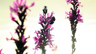 梦幻紫色花枝上不断爬行的蜜蜂实拍视频
