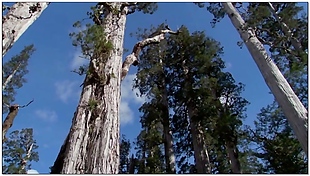 树林动态视频素材