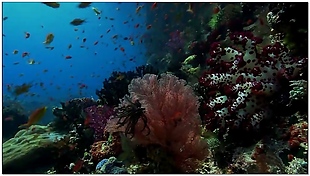 海底世界动态视频素材