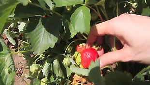 在地里摘新鲜草莓的人实拍视频