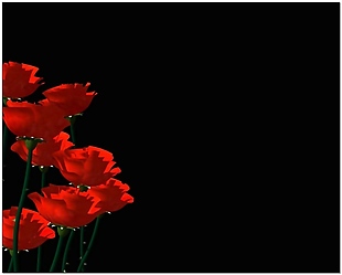 红色花朵婚礼片头视频背景素材