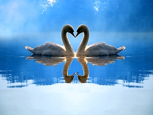 两只天鹅湖面蓝色水面倒影风景装饰画