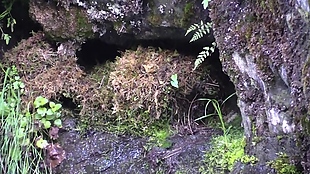 山洞鸟巢视频素材