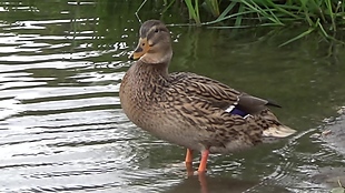 河边鸭子动物视频素材