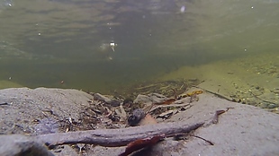 实拍鸭子水下啄食视频素材